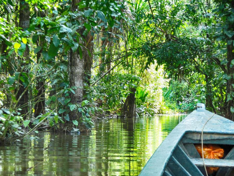 Tambopata: Lake Sandoval Canoeing with Lunch - Boat to the reserve zone, then a rainforest walk for context
