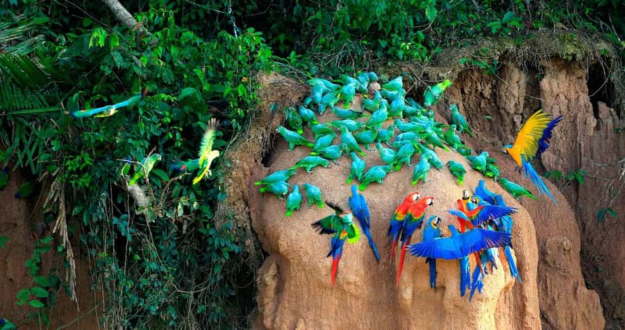 Tambopata Macaw Clay Lick 3 days/2 nights - Key Things I’d Prioritize Before You Go