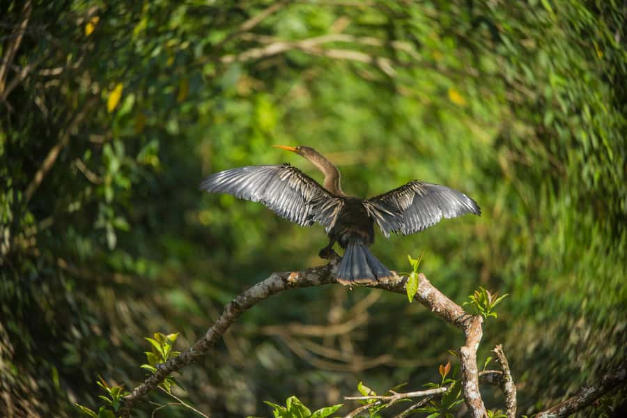 Tambopata Macaw Clay Lick 3 days/2 nights - Day 1: From the Tambopata Lodge Arrival to Your First Rainforest Walk