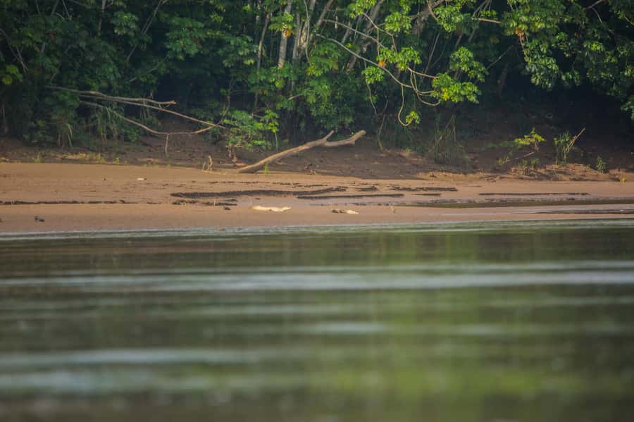 Tambopata Macaw Clay Lick 4 days/3 nights - Cusco Region jungle, but the action is in Madre de Dios