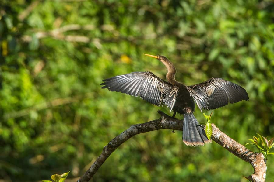 Tambopata Macaw Clay Lick 4 days/3 nights - Practical tips so you’re comfortable in the jungle