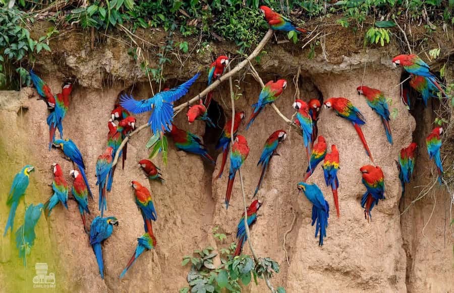 Tambopata Macaw Clay Lick 5 days/4 nights - Price and logistics: does $540 feel fair for this 5-day schedule