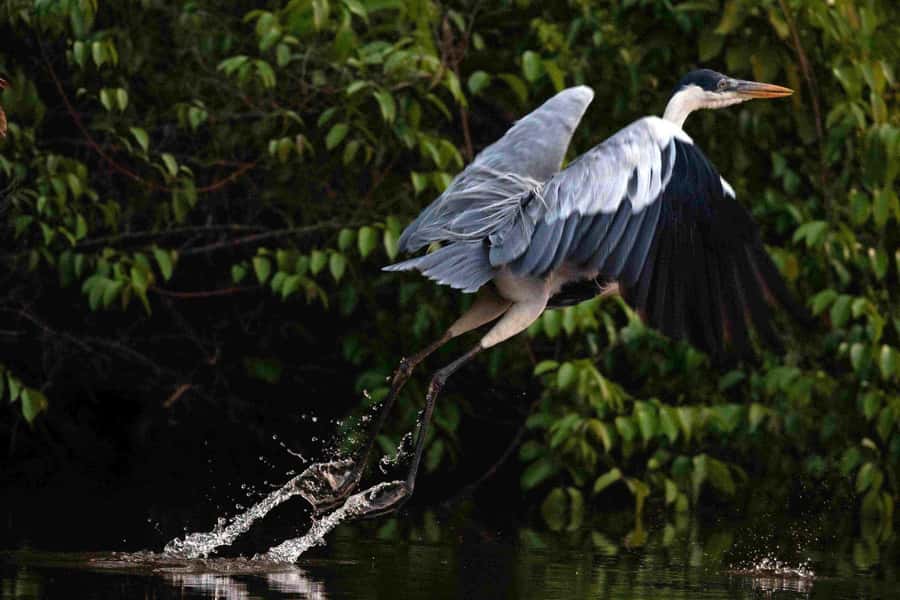 Tambopata: Multi-Day Amazon Rainforest Tour with Local Guide - Key highlights to know before you go
