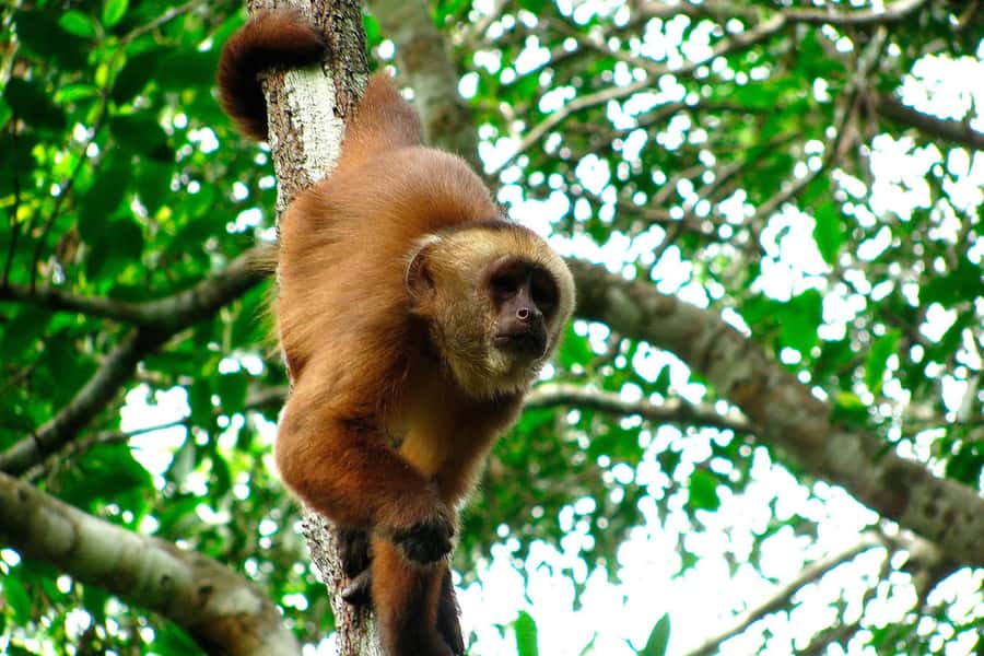Tambopata: Multi-Day Amazon Rainforest Tour with Local Guide - Day 3: Native Family Visit and Rustic Fishing on Madre de Dios