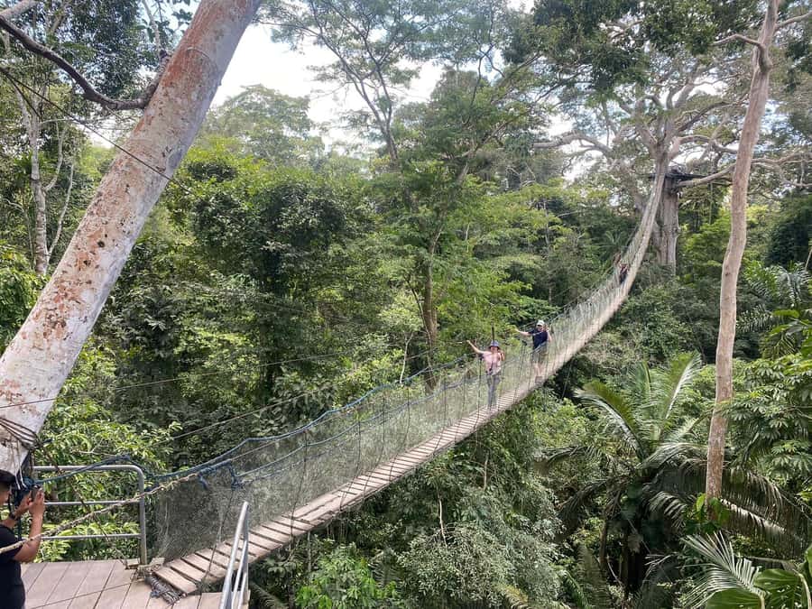 Tambopata: Multi-Day Amazon Rainforest Tour with Local Guide - Guides, Animal Encounters, and Safety on the Canopy Activities