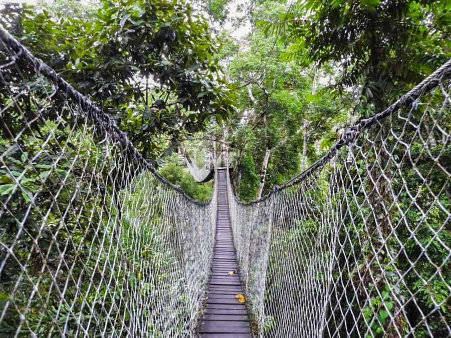 Tambopata: Multi-Day Amazon Rainforest Tour with Local Guide - Price and Value for $387: What You Get, What You Must Arrange
