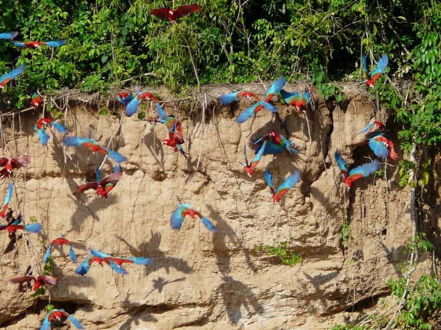 Tambopata National Reserve Tour 3 Days - Key Things You’ll Notice on This Tambopata Tour