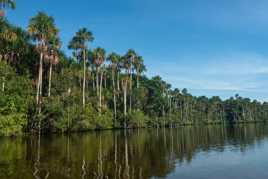 Tambopata National Reserve Tour 3 Days - Wildlife and Biodiversity: What Makes Tambopata Special for Sightings