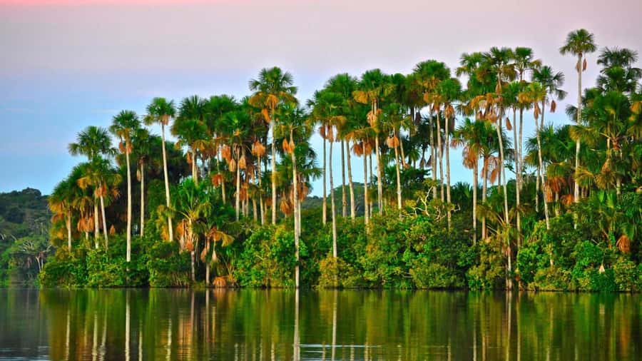 Tambopata Peruvian Amazon Jungle for Three Days/Two Nights - Quick hits before you go