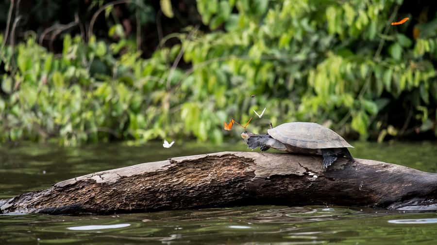 Tambopata Peruvian Amazon Jungle for Three Days/Two Nights - How the 3-day Tambopata loop works from Puerto Maldonado