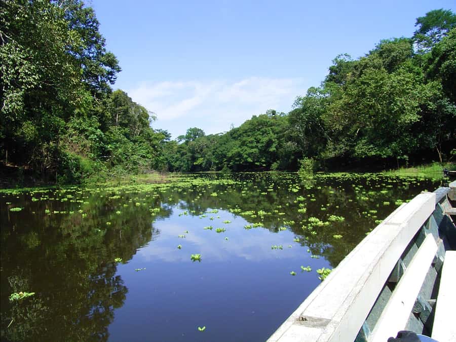 Tambopata Peruvian Amazon Jungle for Three Days/Two Nights - Evening forest walk: nighttime insects and reptiles