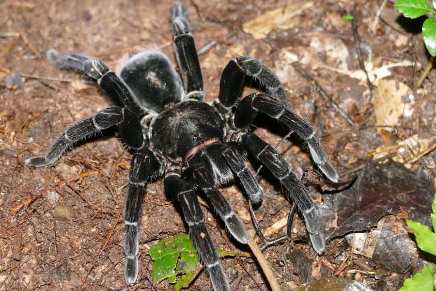 Tambopata Rainforest Night Walk & River Exploration - Key highlights worth paying attention to