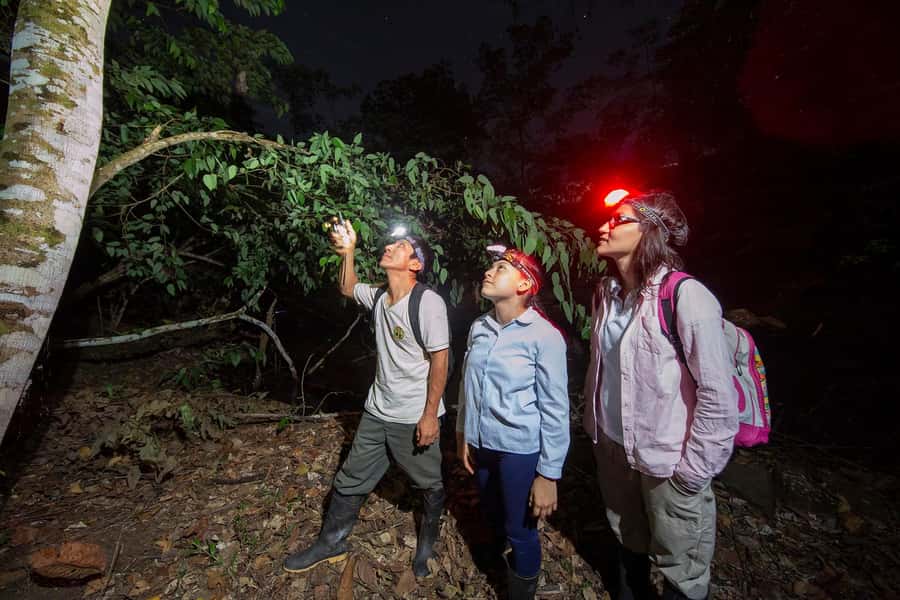 Tambopata Rainforest Night Walk & River Exploration - Entering the Tambopata night world, and why it feels different