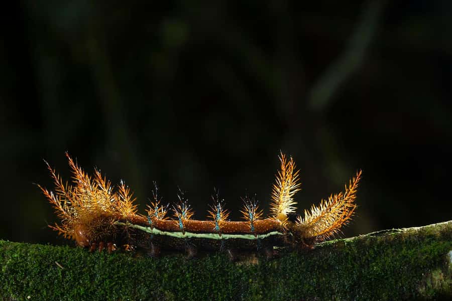 Tambopata Rainforest Night Walk & River Exploration - The guided night walk: what you will notice, step by step