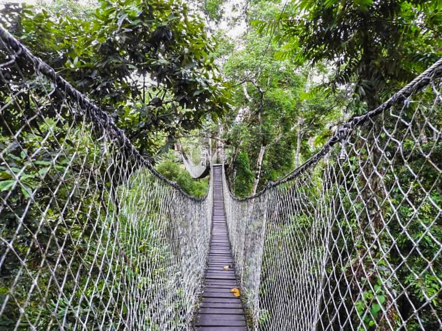 Tambopata: Zipline Adventure & Kayak to Monkey Island - Lunch at the Lodge, Then Straight Into River Time