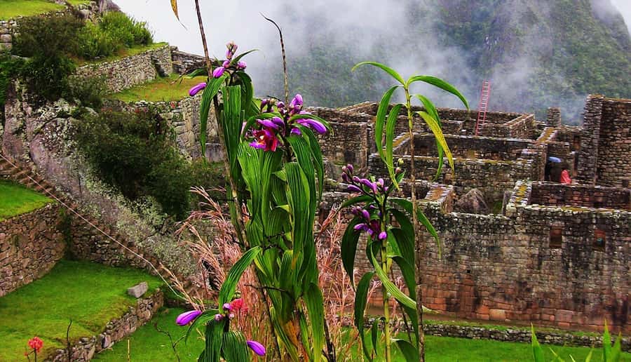 Tour Machu Picchu + Mountain of Huayna Picchu 2 days - Getting to Machu Picchu, train day with a calm start from Cusco