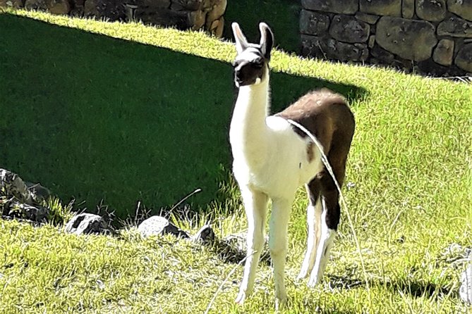 Ultimate Lares Trek & Inca Trail 5 days - Day 5: early buses, a guided tour, and optional climbs