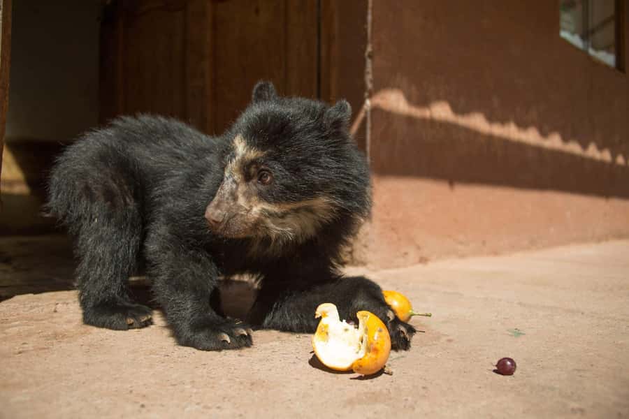 Visit to the Cochahuasi Animal Sanctuary with rescued animal - Key Points You Should Know Before You Go