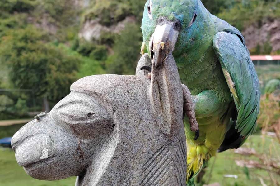 Visit to the Cochahuasi Animal Sanctuary with rescued animal - How The Cusco Pickup Turns Into Animal Rescue Education