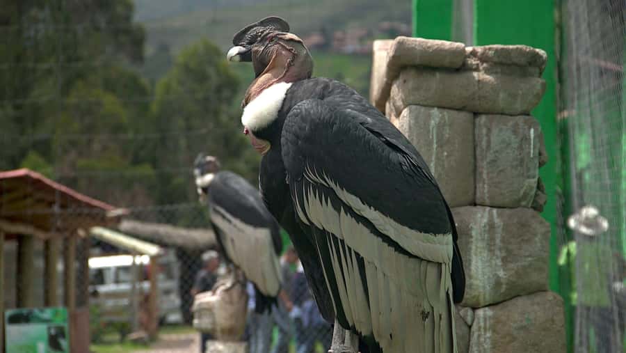 Visit to the Cochahuasi Animal Sanctuary with rescued animal - Meet Rescued Species Like Andean Spectacled Bears, Pumas, and Macaws