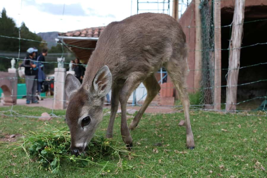 Visit to the Cochahuasi Animal Sanctuary with rescued animal - VIP Animal Houses: Why Access Matters More Than You Think
