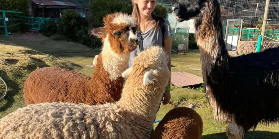 Visit to the Cochahuasi Animal Sanctuary with rescued animal - Where Cochahuasi Fits In Peru’s Wildlife Story