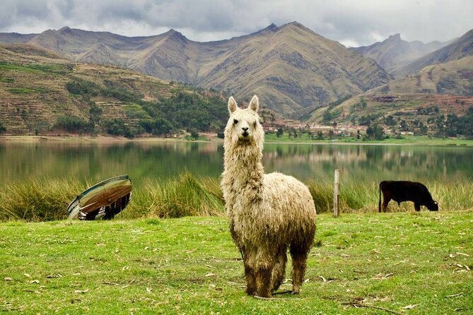 Wonderful Cusco 5-Day Tour with Entrance to Machupicchu - Hotel Nights and Included Meals: Where Value Really Comes From